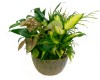 Dish Garden 10" Ceramic